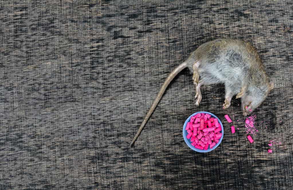 Ratto rosso avvelenato da un'esca tossica. Pellet di veleno per topi Granuli per uccidere il topo parassita del roditore lasciato sul pavimento del seminterrato Parallax. Un topo selvatico comune trovato morto attaccato a una trappola di colla per roditori.