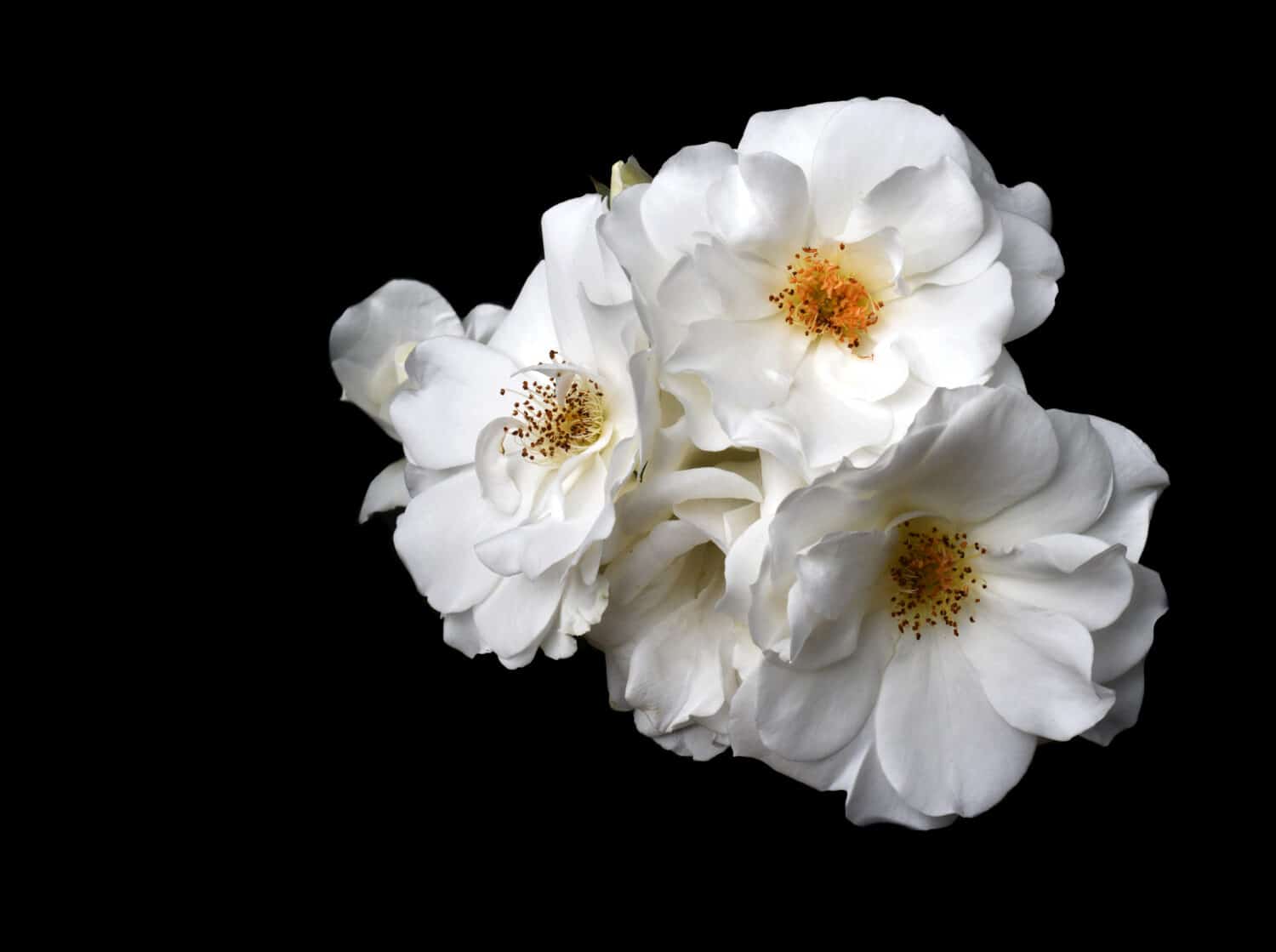 Il perfetto bouquet di rose Iceburg vincitore di premi su nero