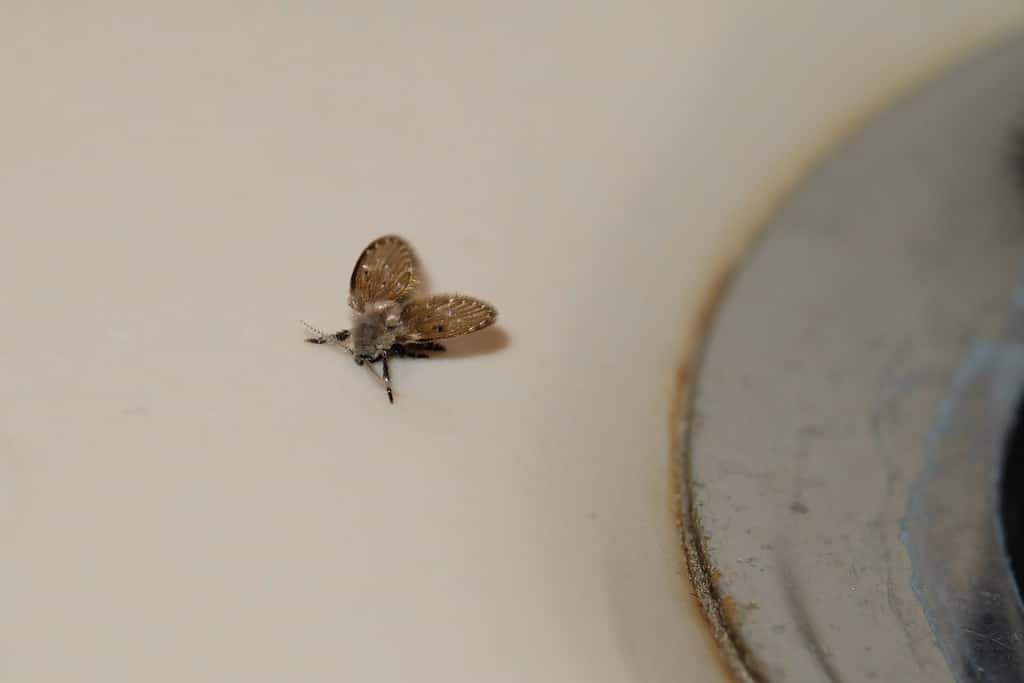 Una mosca di scarico (Psychodidae) che si aggira nel bagno vicino a un lavandino.