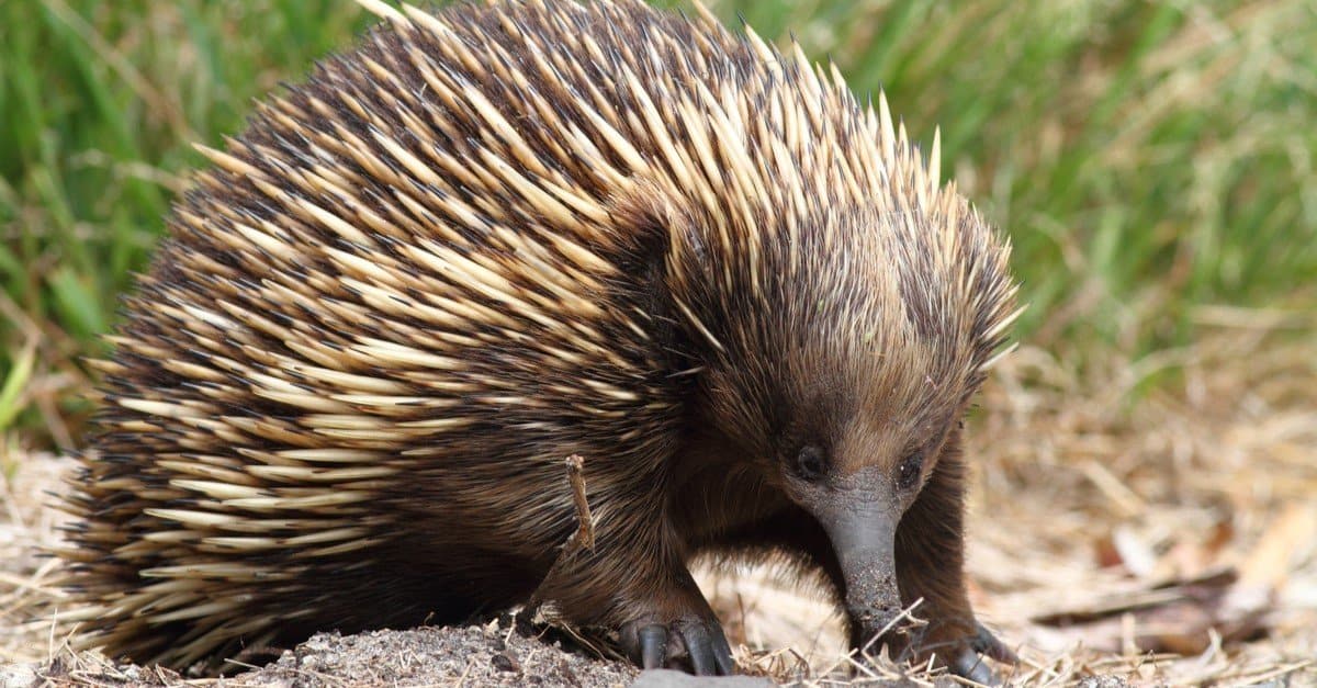 L'animale più strano: l'echidna