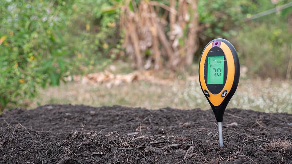 pHmetro elettronico del suolo nel suolo.  Il misuratore è posizionato nella parte destra dell