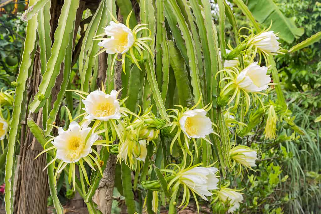 fiore del frutto del drago - ci sono 8-10 grandi fiori bianchi con centri gialli visibili nella cornice.