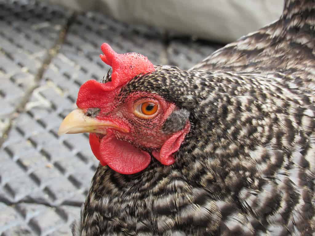 Primo piano colpo alla testa di un pollo grigio della California che guarda la telecamera in un cortile a Belfast, Irlanda
