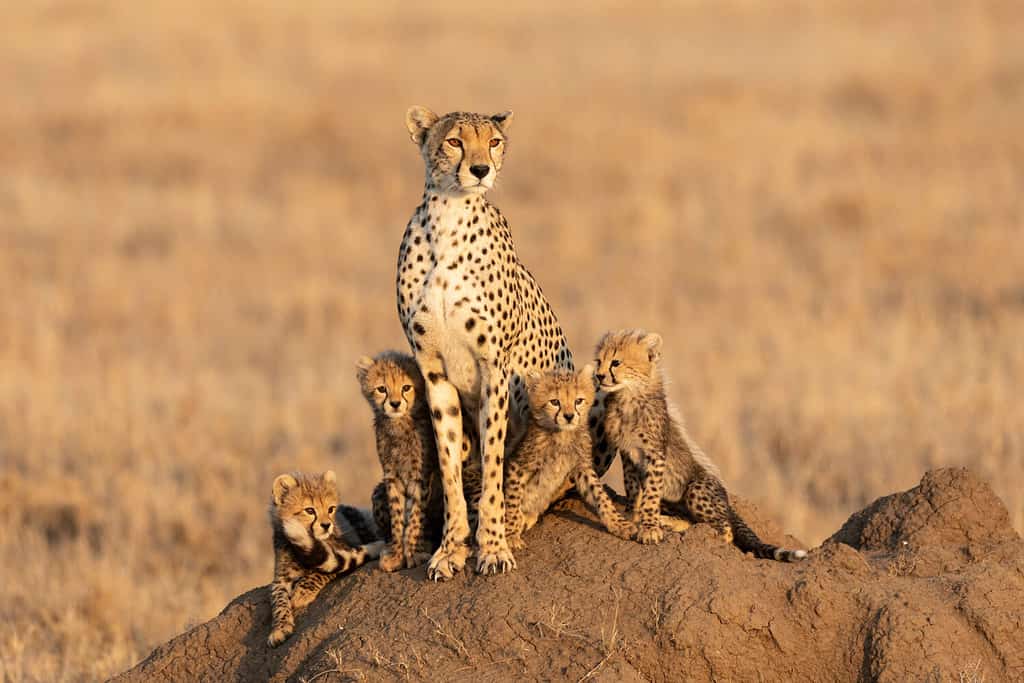 Ghepardo femmina e i suoi quattro piccoli cuccioli seduti su un grande tumulo di termite con uno sfondo liscio con spazio di copia nel Serengeti Tanzania