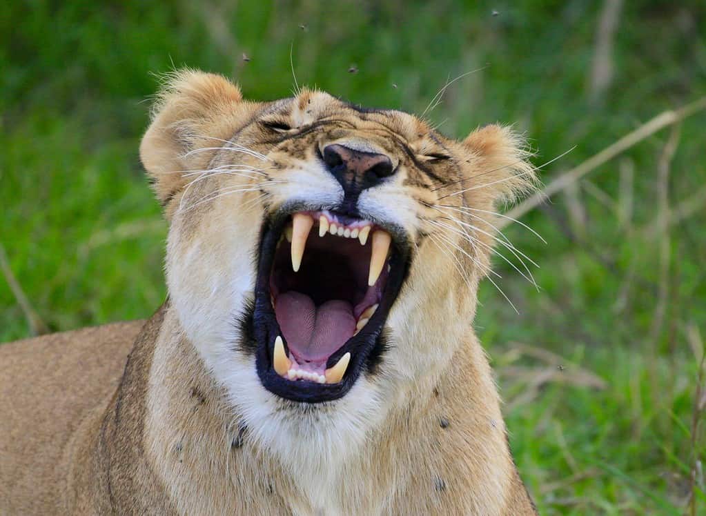 Primo piano di un leone che sbadiglia esponendo i denti canini.  È un leone femmina.  È per lo più oro chiaro con pelliccia bianca intorno alla bocca spalancata.