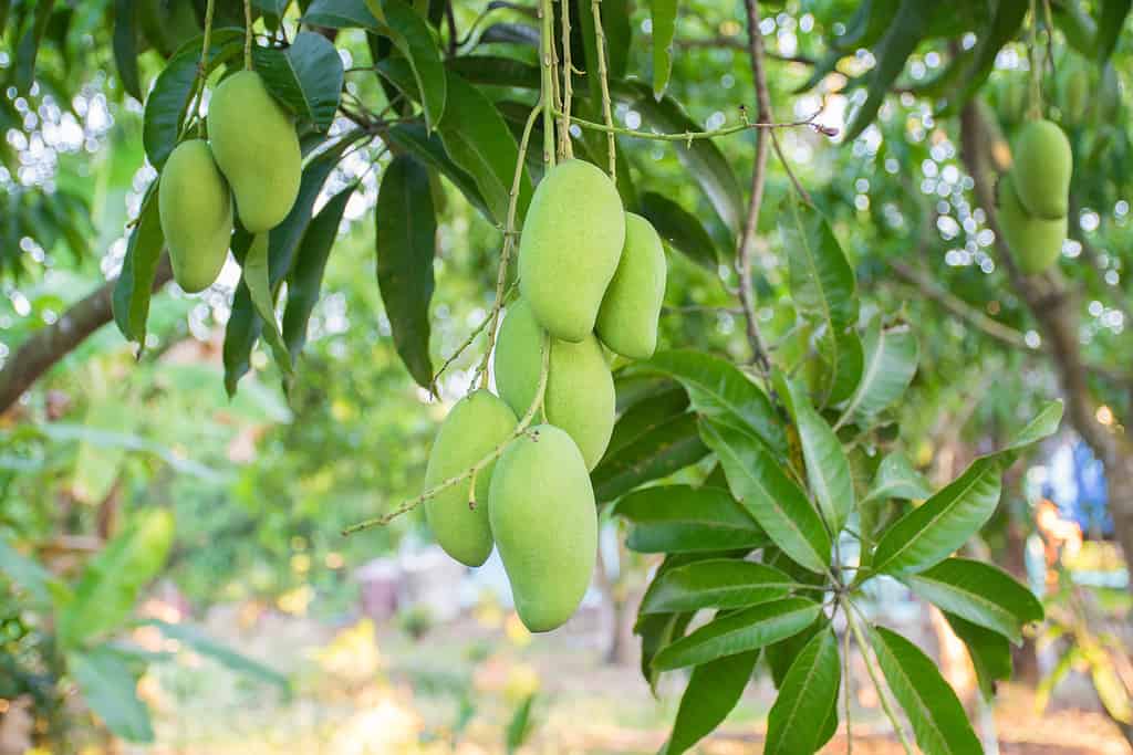 Un albero di mango con molti frutti verdi. 