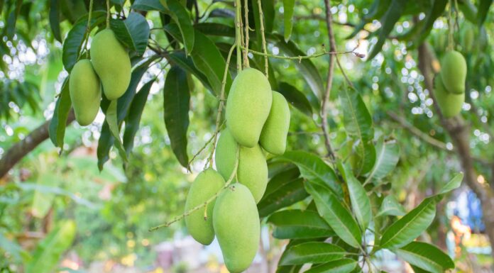 Come coltivare il mango dal seme all'albero: la tua guida completa
