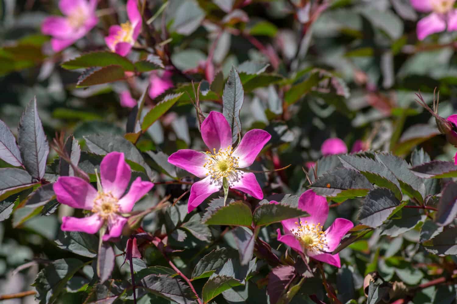 Rosa glauca rubrifolia rosa a foglia rossa in fiore, bellissimo arbusto deciduo fiorito a foglia rossa ornamentale, fiori bianchi gialli rosa primaverili su rami con fogliame scuro