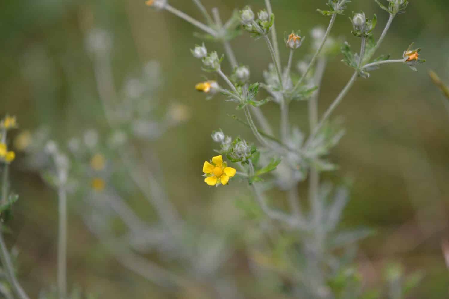 Foglie d'argento e fiori gialli di alto cinquefoil (Drymocallis arguta, syn. Potentilla argentea, var. tenuiloba)