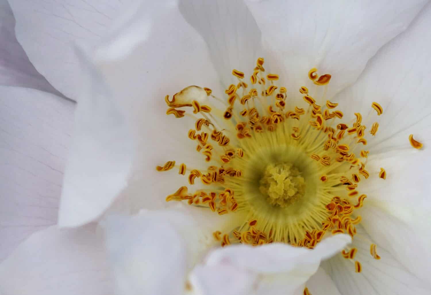 primo piano di una rosa bianca di Henry Hudson