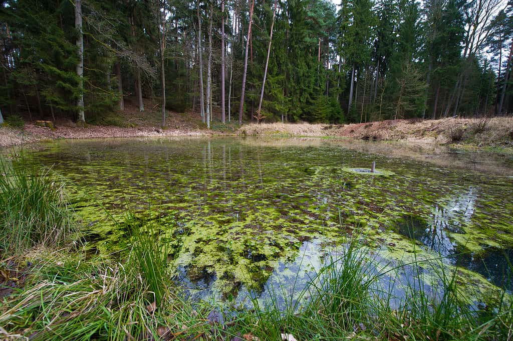 Didymopond alghe, specie invasive nel Michigan