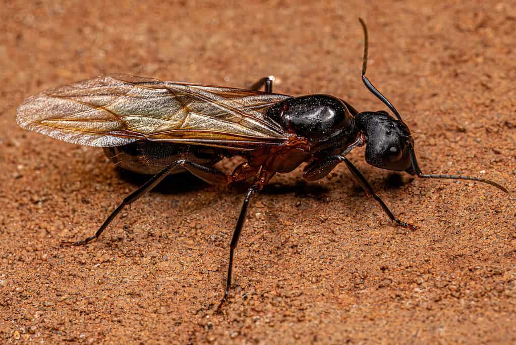 Formica regina falegname femmina adulta del genere Camponotus