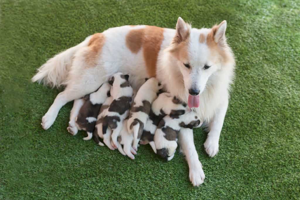 Cuccioli appena nati che bevono il latte della loro madre cane sull'erba verde.