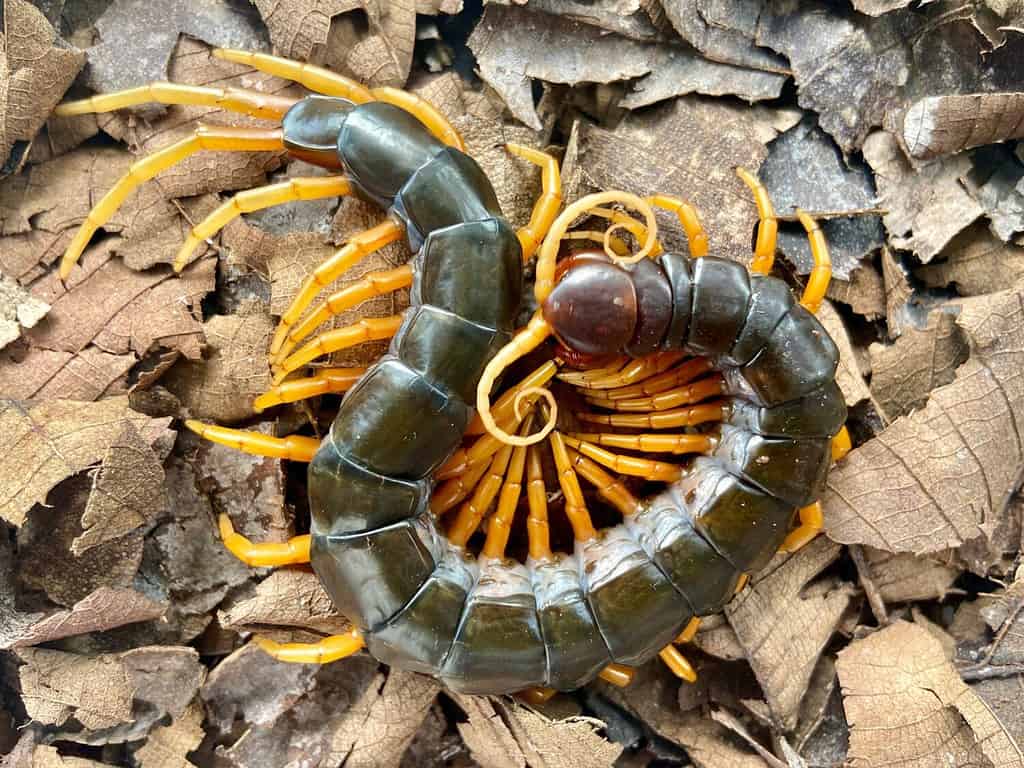 Centipede a gambe gialle (Scolopendra Dehaani) con sfondo di foglie secche