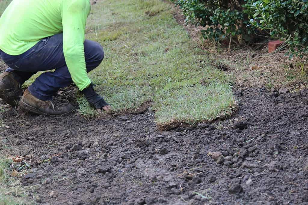 Installare zolle di erba smeraldo Zoysia dopo aver rastrellato il terreno liscio