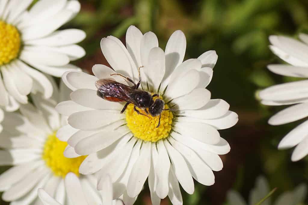 Macro di un'ape del sangue con testa di scatola che foraggia su un Astor.  Il fiore ha petali allungati di colore bianco con un centro giallo.  L'angolazione della foto è dall'alto dell'ape che è al centro dell'inquadratura con una leggera angolazione rispetto all'orizzontale, con la testa rivolta verso l'angolo inferiore destro dell'inquadratura.  Le sue ali non sono fuori.  L'ape stessa sembra essere principalmente nera anche se puoi vedere il rosso della sua coda attraverso le sue ali traslucide.