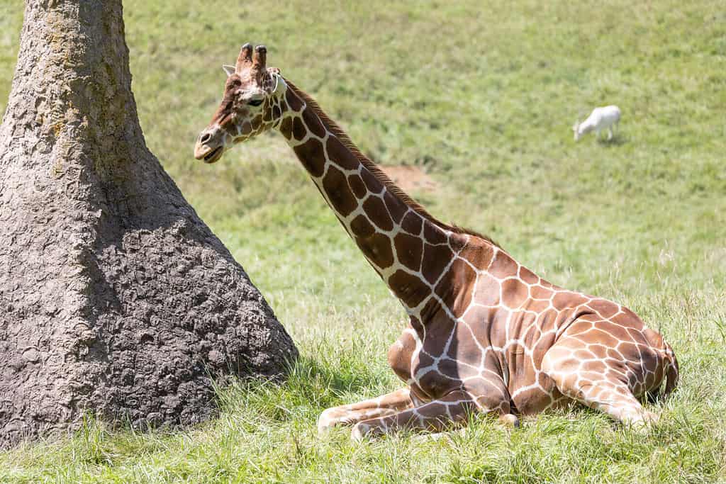 Giraffa sdraiata al sole