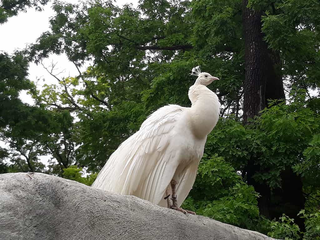 Un pavone albino si appollaia su un muro nello zoo di Potters Park