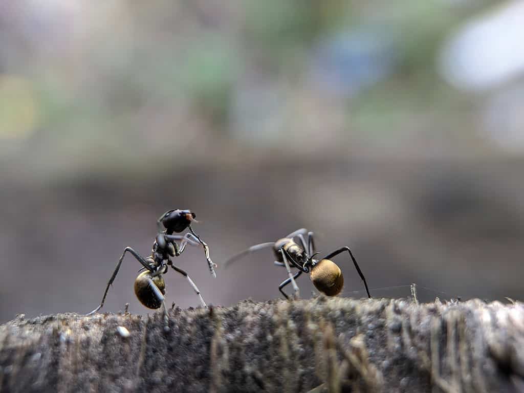 Formiche domestiche odorose insieme