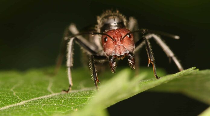 Scopri i 6 tipi di formiche che emergeranno nel Missouri in questa stagione
