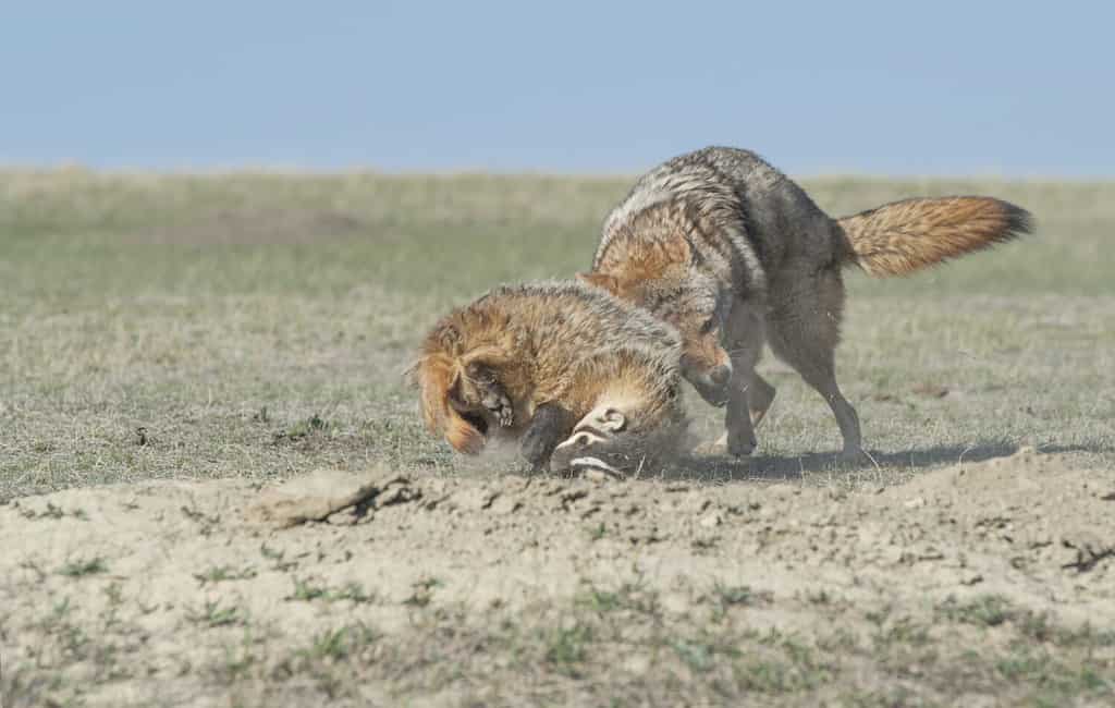 Coyote e tasso combattono per la preda