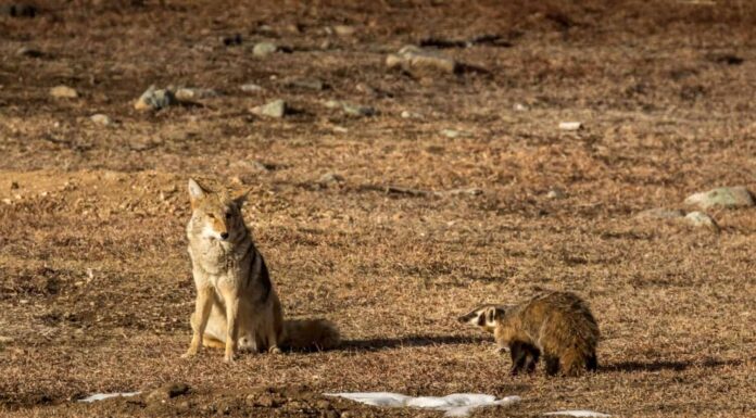 Questo è il motivo per cui coyote e tassi cacciano insieme (con video)
