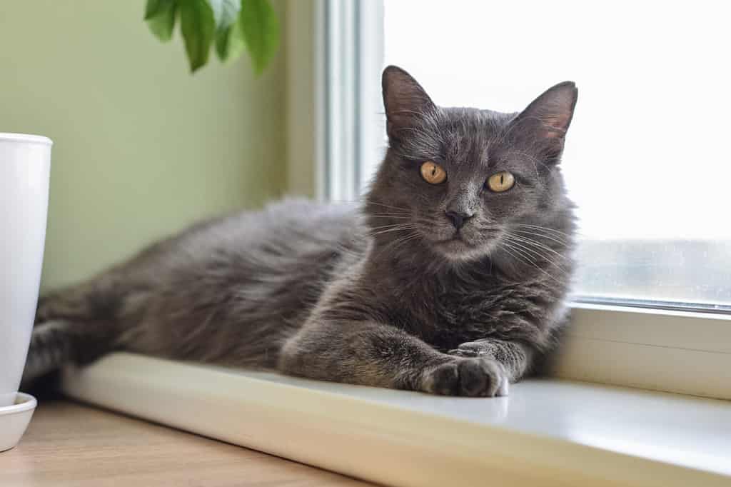 Gatto grigio Il gatto Nebelung è sdraiato sul davanzale della finestra di casa.  Nebelung-una razza rara, simile al blu russo, fatta eccezione per la lunghezza media, con i capelli setosi.