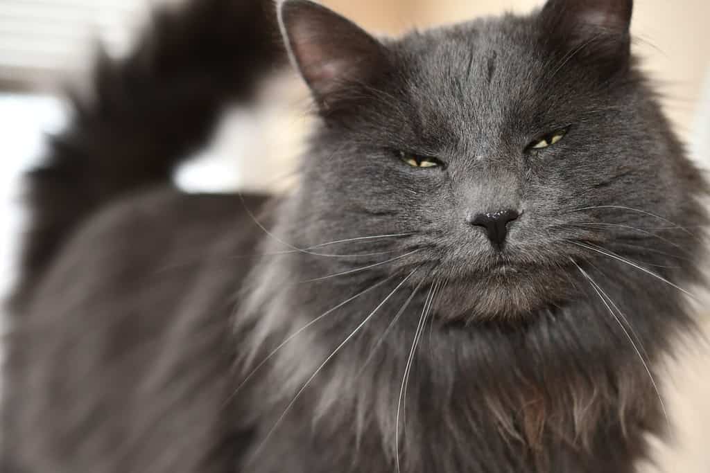 Gatto Nebelung con gli occhi socchiusi