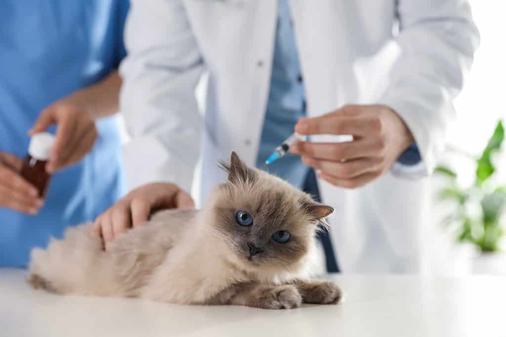Veterinari professionisti che vaccinano il gatto in clinica, primo piano