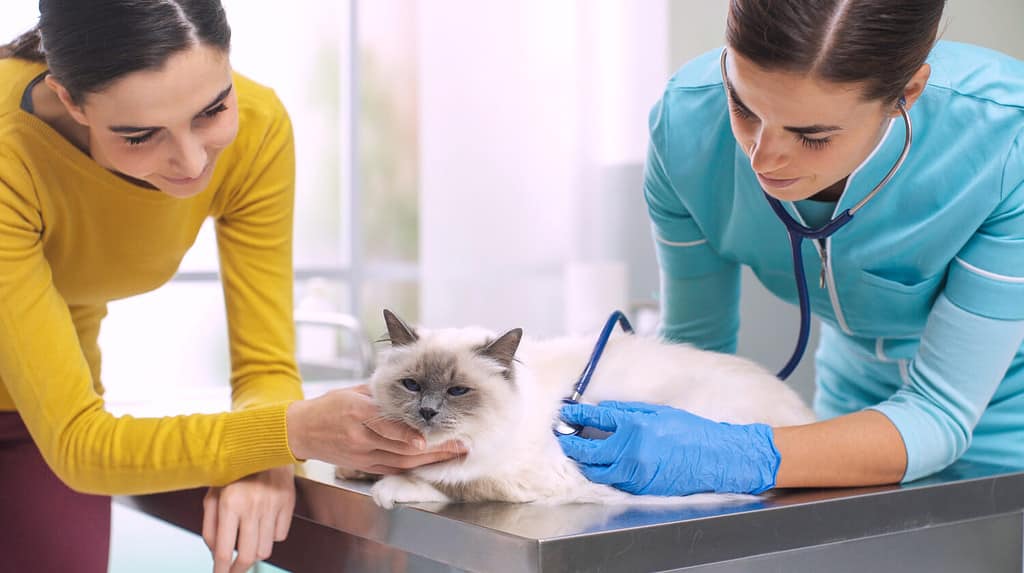 Veterinario esperto esamina un gatto con uno stetoscopio, il proprietario coccola e conforta l'animale