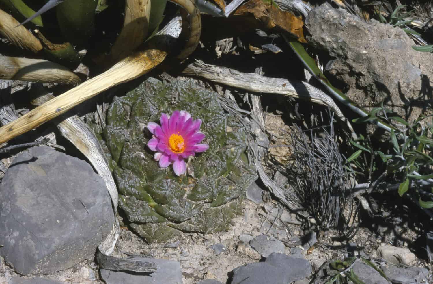 Ariocarpus fissuratus - un cactus raro in natura 