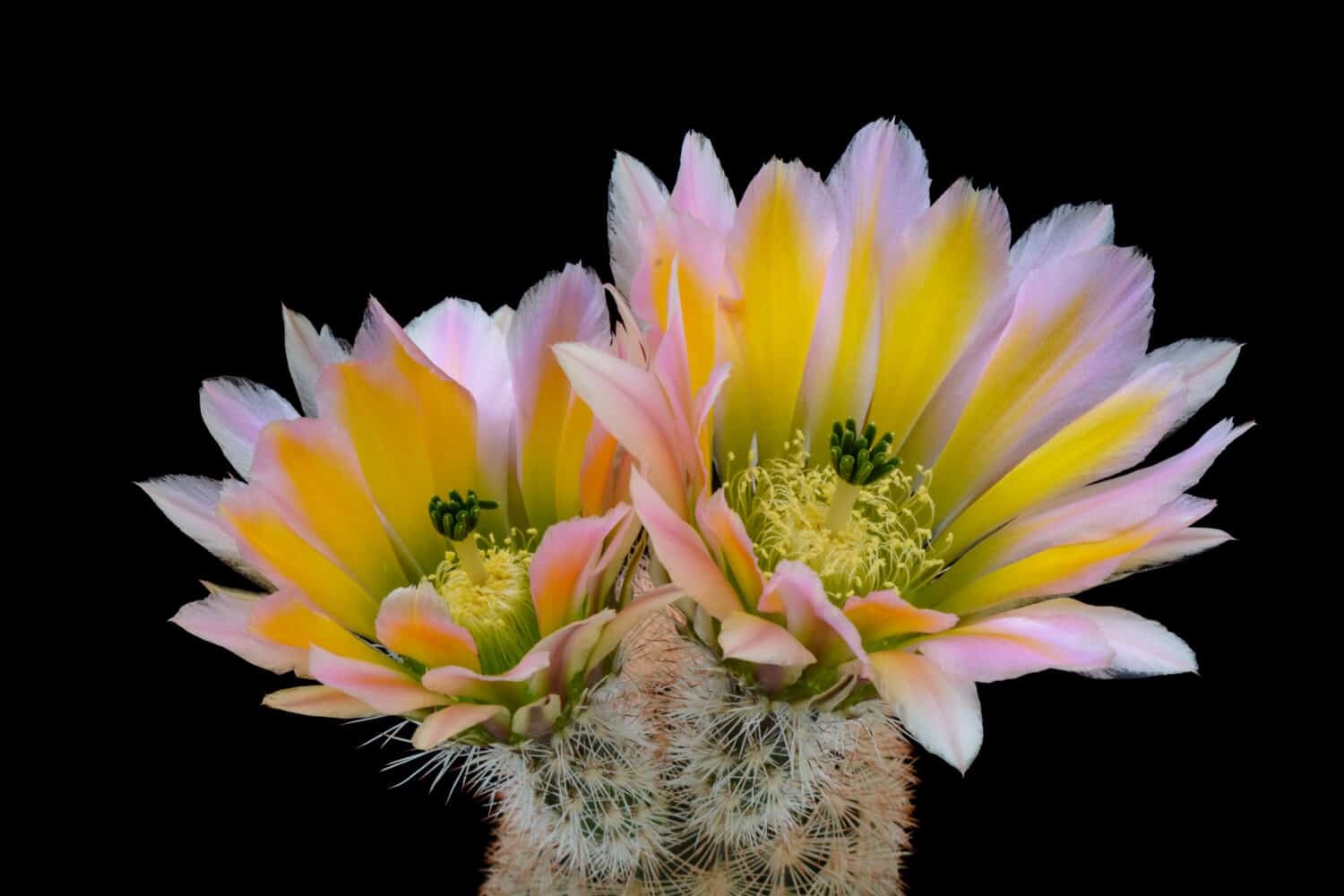Cactus Echinocereus dasyacanthus con fiore isolato su nero