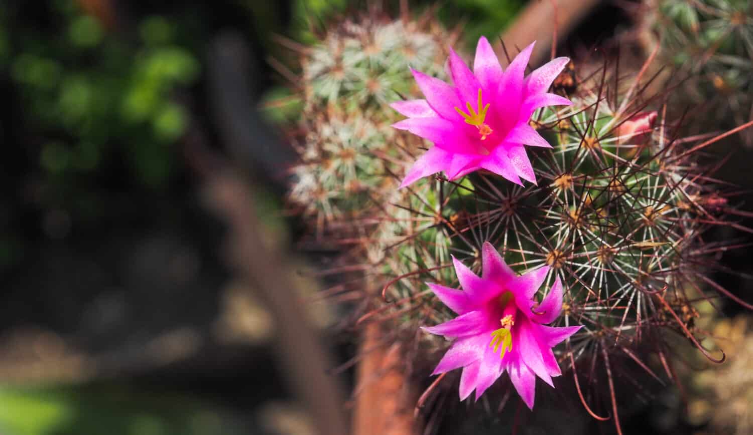 Fiori di cactus rosa in fiore gemelli (Echinocereus coccineus)
