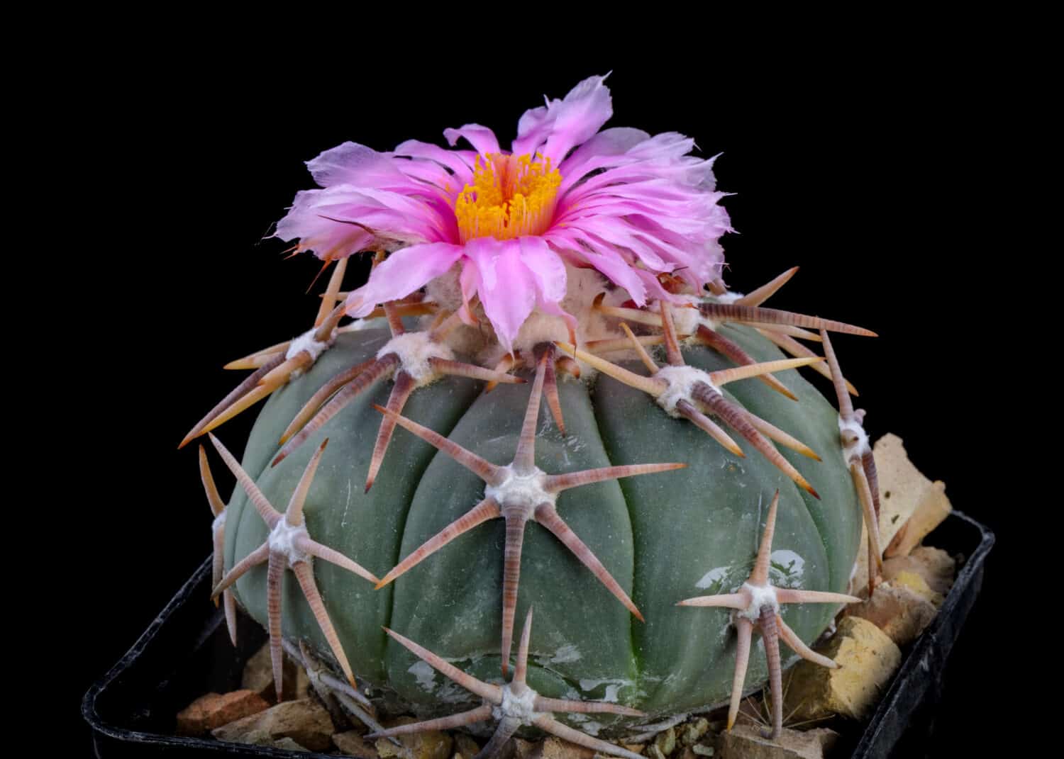 Cactus Echinocactus horizonthalonius con fiore isolato su nero
