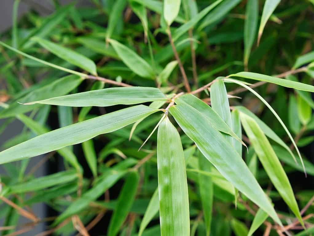 Primo piano di foglie verdi di una pianta di bambù (specie Fargesia scabrida Asian Wonder).  Concentrati sul primo piano, effetto sfocato