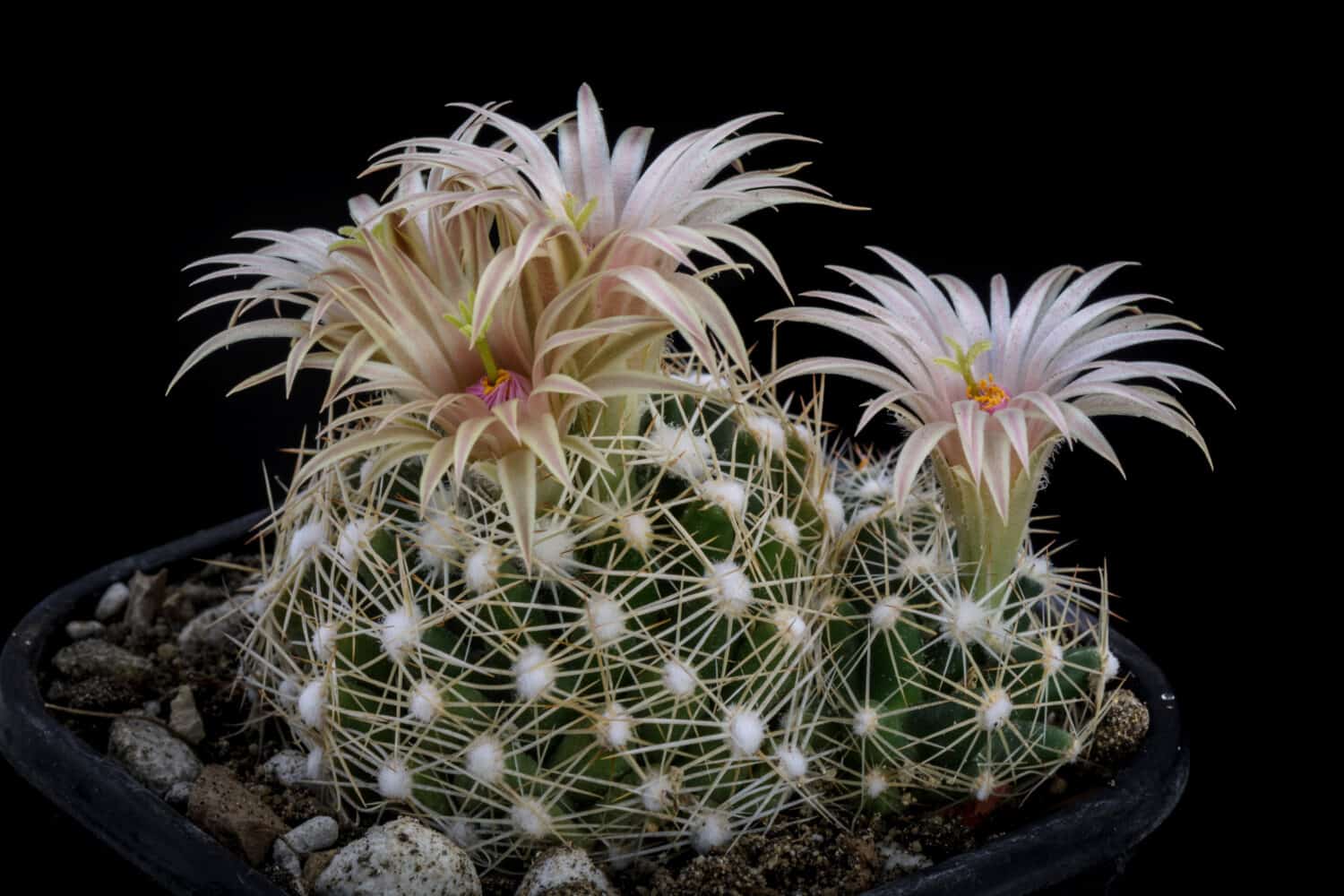 Cactus escobaria missouriensis con fiore isolato su nero