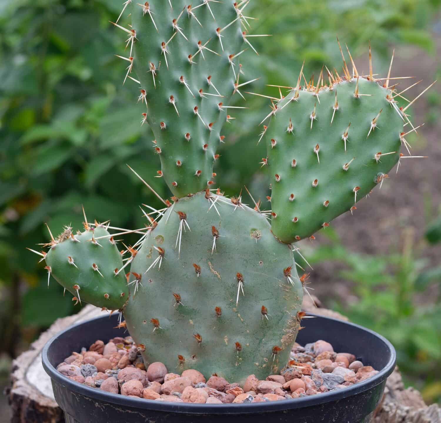 Opuntia rhodantha - cactus del Nord America
