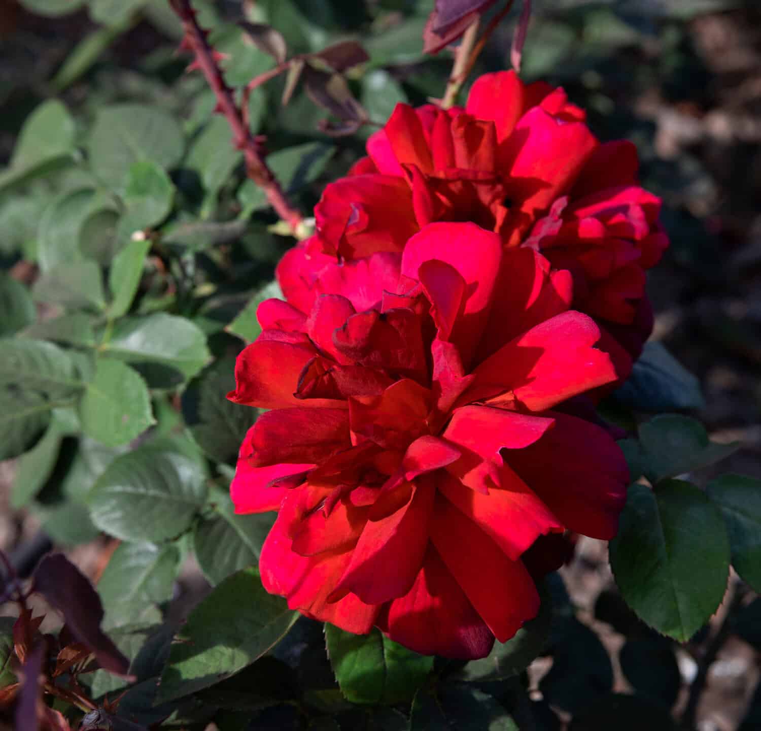Belle rose.  Vista in primo piano dei fiori di Rosa Oklahoma di petali rossi, fioritura primaverile nel giardino.	