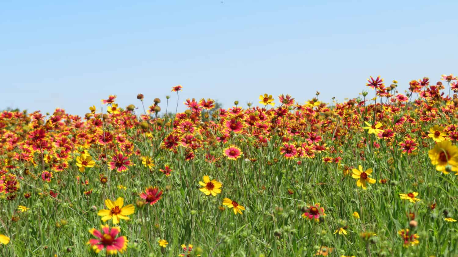 Indian Blanket Wildflowers copre un campo nel Texas Hill Country fuori Bandera, Texas.            