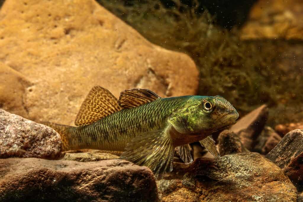 Pesce Johnny Darter, Etheostoma nigrum