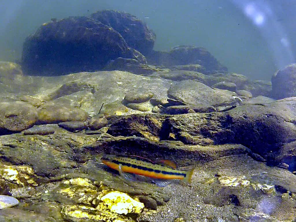 Pesce Darter mandarino, Percina aurantiaca