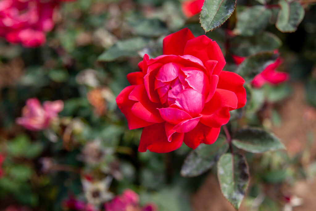 Le rose double knockout hanno alcune delle fioriture più ricercate oggi sul mercato.