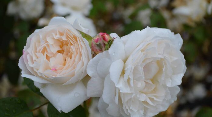 Scopri 5 bellissime rose che puoi coltivare nel Wyoming
