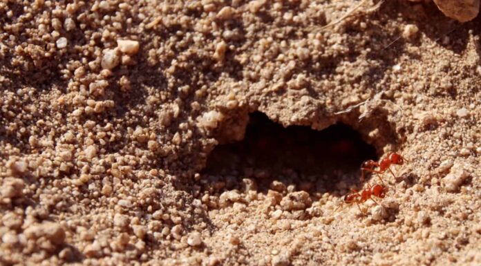  I georgiani si preparano!  Questi 6 tipi di formiche emergeranno quest'estate
