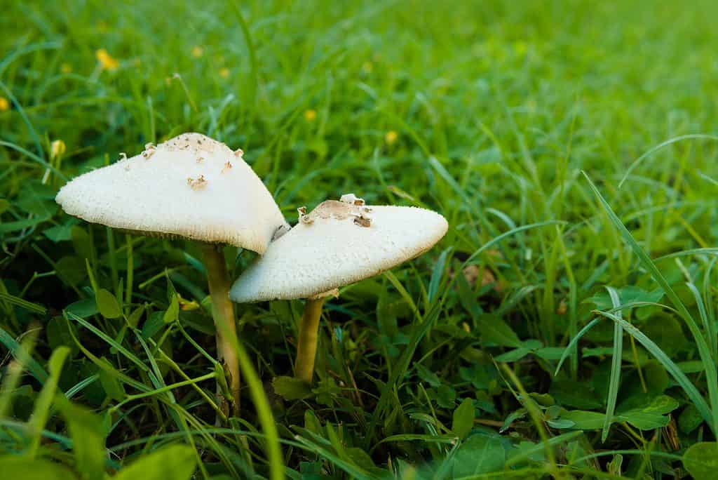 Ombrellone a spore verdi ( Chlorophyllum molybdites ).  Una specie di fungo velenoso diffuso.  Appaiono nei prati dopo la pioggia.  Se mangi questo, potresti vomitare, diarrea e coliche.
