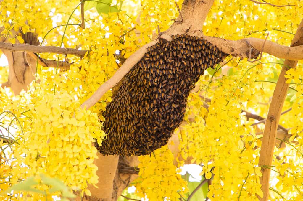 Sciame di api che costruiscono un nuovo alveare che circonda l'albero