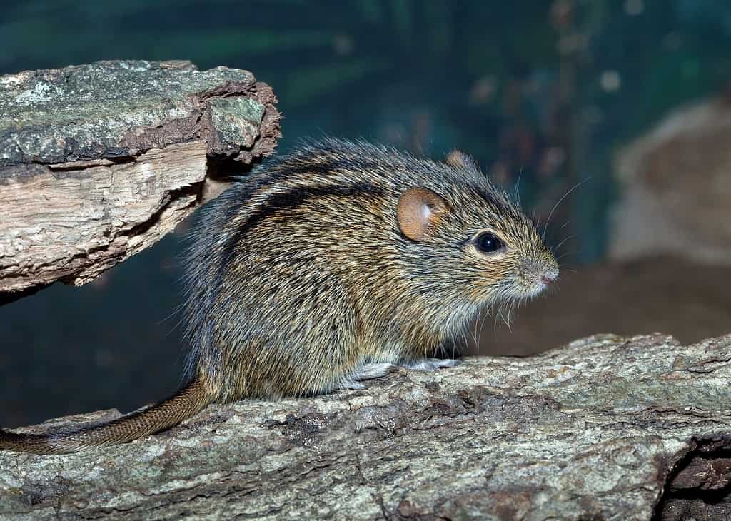 Lemniscomys barbarus o il topo zebra seduto su un pezzo di corteccia.