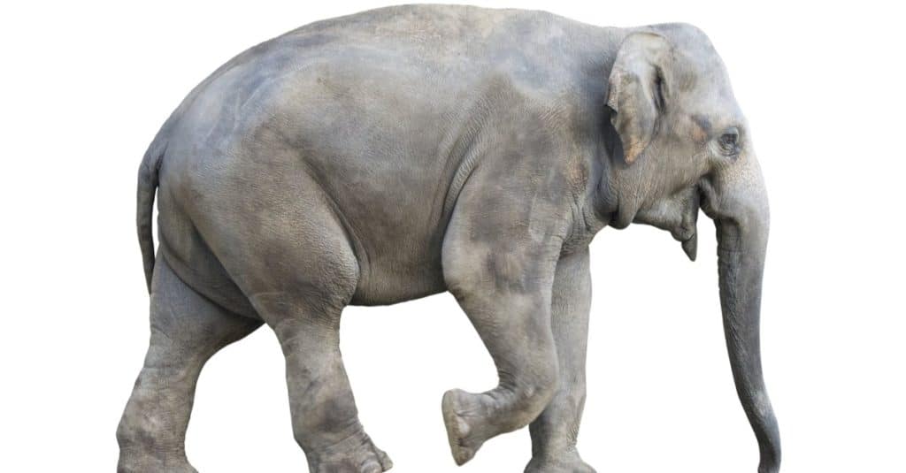 Elefante asiatico su sfondo bianco