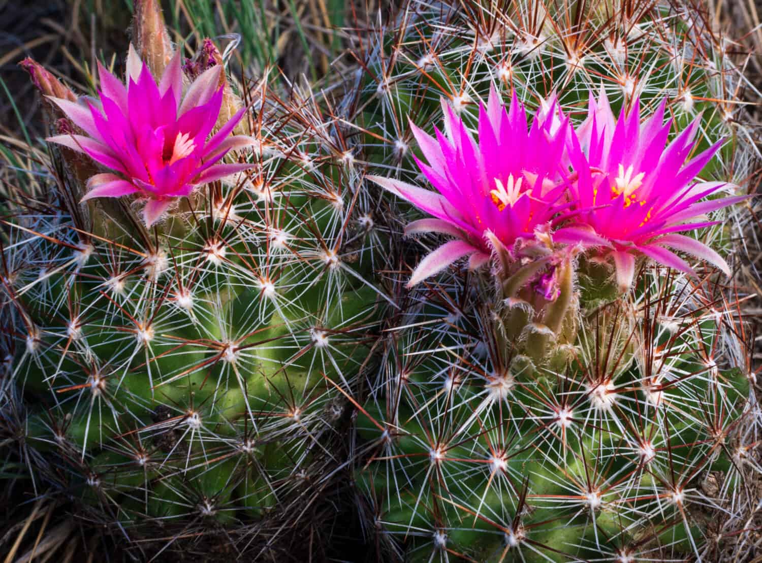 Bellissimi fiori di cactus rosa.  Escobaria vivipara.  ecologia, ambiente, concetti di giardinaggio.