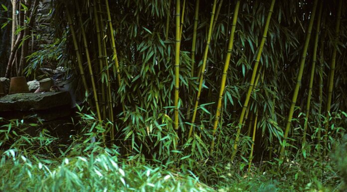 Bambù Nel Sud Dakota
